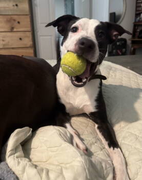 Rescue Terrier Dogs for Adoption in Euless, Texas - Chloe | PetCurious