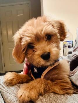 Cavalier King Charles Spaniel and Shih Tzu Dogs Available for Adoption in Walnutport, Pennsylvania - Brodi | PetCurious