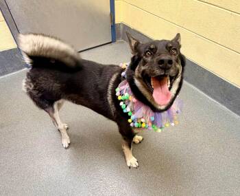 Leigh -  Norwegian Elkhound and Shepherd Dog for Adoption in Amherst, Virginia - Leigh | PetCurious