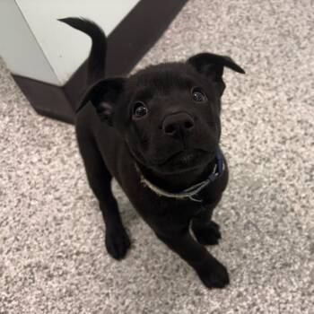 Dakota -  Mixed Breed Dog for Adoption in Clavet, Saskatchewan - Dakota | PetCurious