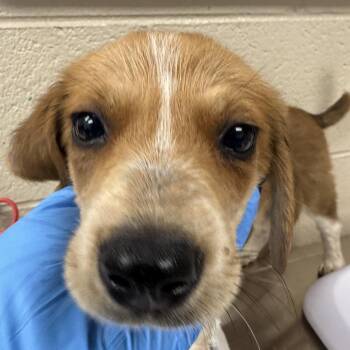 Labrador Retriever and Hound Dogs Available for Adoption in Troy, Virginia - Summer | PetCurious