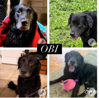 Black Labrador Retriever Dogs Available for Adoption in New Braunfels, Texas - Obi | PetCurious