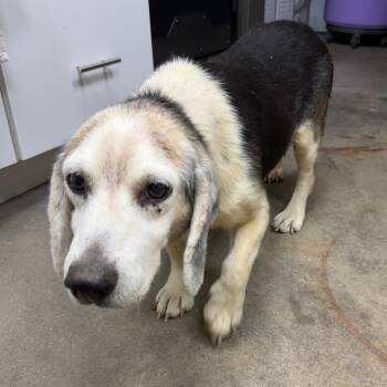 Bagel -  Beagle and Mixed Breed Dog for Adoption in Madisonville, Kentucky - Bagel | PetCurious