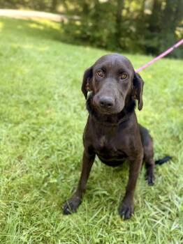 Sasha- Transport -  Bloodhound and Mixed Breed Dog for Adoption in Gradyville, Kentucky - Sasha- Transport | PetCurious