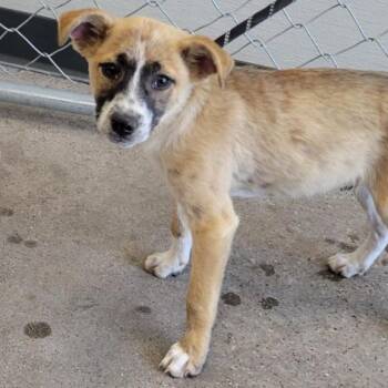 Mixed Breed Dogs Available for Adoption in Las Cruces, New Mexico - Christopher Robbin | PetCurious