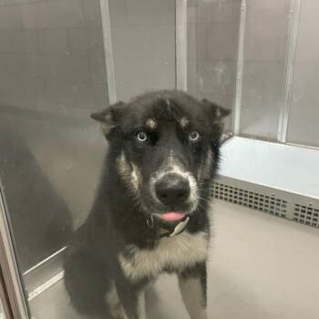 Sergeant -  Siberian Husky Dog for Adoption in Des Moines, Iowa - Sergeant | PetCurious