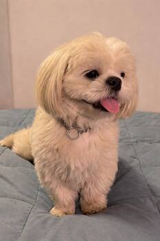 Shih Tzu Dogs Available for Adoption in Dallas, Texas - Luna GDP | PetCurious