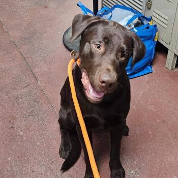 Otis -  Mixed Breed Dog for Adoption in Spokane, Washington - Otis | PetCurious