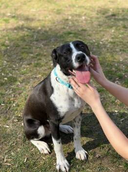 Border Collie Dogs Available for Adoption - Gibby | PetCurious