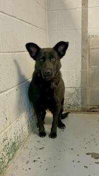 German Shepherd Dog Dogs Available for Adoption in Brewster, New York - Sunshine | PetCurious