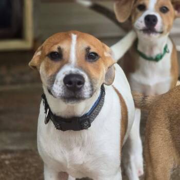 Levi -  Mixed Breed Dog for Adoption in Kempner, Texas - Levi | PetCurious