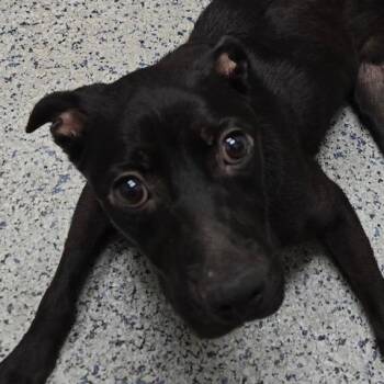 hope -  Black Labrador Retriever Dog for Adoption in Brookeville, Maryland - Hope | PetCurious