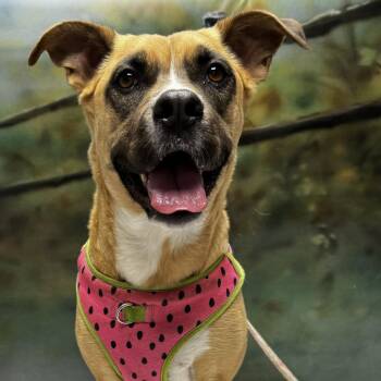 Ellie -  Shepherd and Mixed Breed Dog for Adoption in Casa Grande, Arizona - Ellie | PetCurious