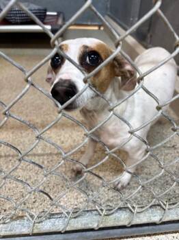 Jack Russell Terrier and Mixed Breed Dogs Available for Adoption - Waffle | PetCurious