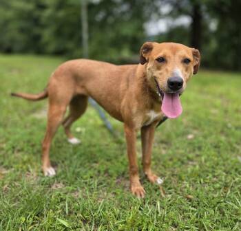 Madison -  Labrador Retriever and Hound Dog for Adoption in Attalla, Alabama - Madison | PetCurious