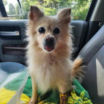 Farrah -  Pomeranian and Mixed Breed Dog for Adoption in Normal, Illinois - Farrah | PetCurious
