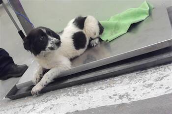 LYRIC -  Australian Cattle Dog Blue Heeler and Mixed Breed Dog for Adoption in Houston, Texas - LYRIC | PetCurious