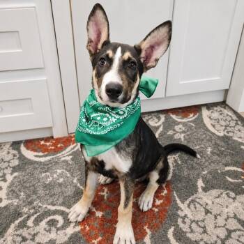 Dane -  Shepherd and Mixed Breed Dog for Adoption in Oak Point, Texas - Dane | PetCurious