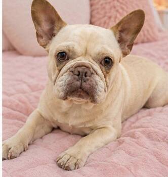 SNOW -  French Bulldog Dog for Adoption in Margate, Florida - SNOW | PetCurious