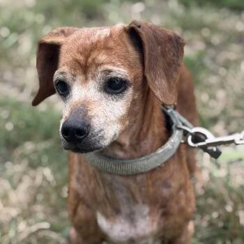 Sylvia -  Dachshund Dog for Adoption in Gloucester, Virginia - Sylvia | PetCurious