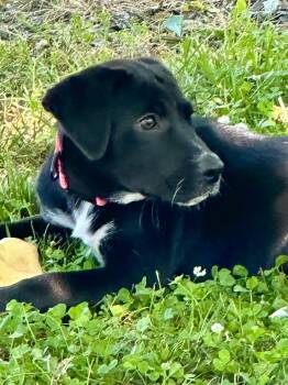 Cola -  Labrador Retriever Dog for Adoption in Collingswood, New Jersey - Cola | PetCurious