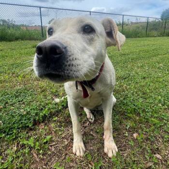 Yellow Labrador Retriever and Mixed Breed Dogs Available for Adoption in Greenville, South Carolina - Doc McFluffins | PetCurious