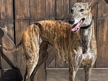Rescue Greyhound Dogs for Adoption in Dallas, Texas - Cat (aka Glagow Cat) | PetCurious