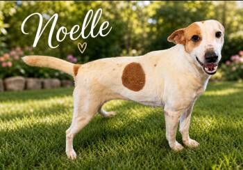 Australian Cattle Dog Blue Heeler Dogs Available for Adoption in Canyon, Texas - Noelle | PetCurious