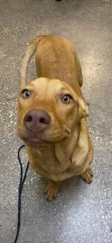 Mixed Breed Dogs Available for Adoption - Tiny | PetCurious