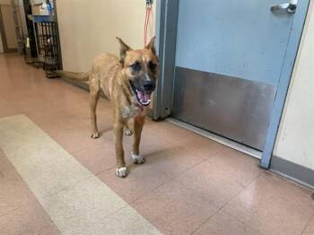 German Shepherd Dog and Australian Cattle Dog Blue Heeler Dogs Available for Adoption in San Jose, California - MUFFIN | PetCurious