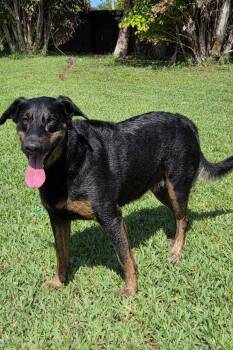 Doberman Pinscher and German Shepherd Dog Dogs Available for Adoption - Betty 3551 | PetCurious