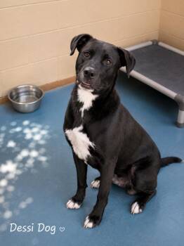 Dessi Dog -  Black Labrador Retriever Dog for Adoption in Sylacauga, Alabama - Dessi Dog | PetCurious