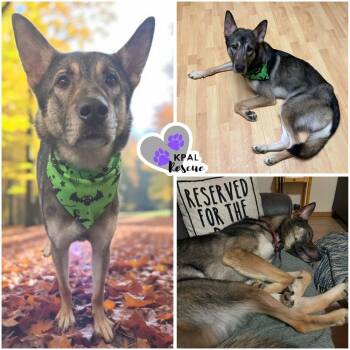 Scrawny Butt (Smokey) -  Mixed Breed Dog for Adoption in Kenai, Alaska - Scrawny Butt (Smokey) | PetCurious