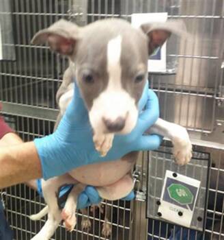 A479660 -  Pit Bull Terrier Dog for Adoption in Oklahoma City, Oklahoma - A479660 | PetCurious