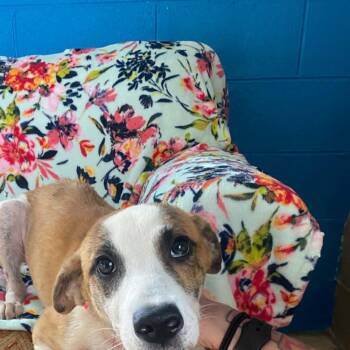 Dingo -  Feist Dog for Adoption in Dandridge, Tennessee - Dingo | PetCurious