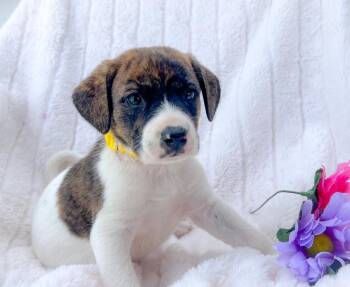 Mixed Breed Dogs Available for Adoption in Murray, Kentucky - Wonder | PetCurious