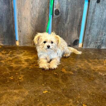 MILEY 425 -  Terrier Dog for Adoption in New Berlin, Wisconsin - MILEY 425 | PetCurious
