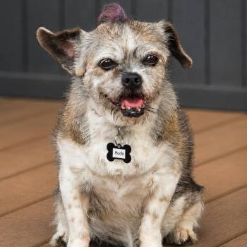 MOCHI -  Wirehaired Terrier Dog for Adoption in Evans, Georgia - MOCHI | PetCurious