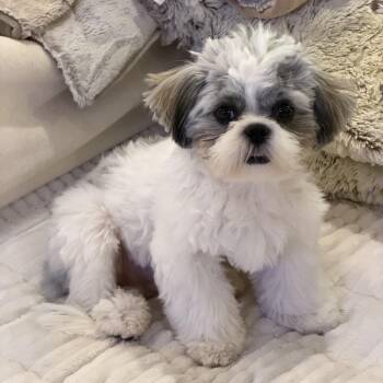 Cricket -  Shih Tzu Dog for Adoption in Franklin, Tennessee - Cricket | PetCurious
