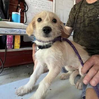 Golden -  Miniature Dachshund and Chihuahua Dog for Adoption in North Myrtle Beach, South Carolina - Golden | PetCurious