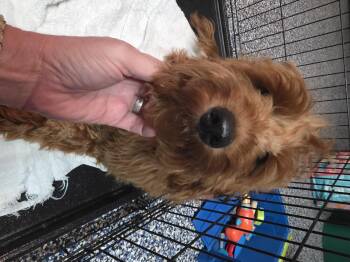 Rescue Goldendoodle Dogs for Adoption in Mary Esther, Florida - Loki | PetCurious