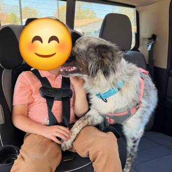Sprinkles -  Australian Cattle Dog Blue Heeler and Australian Shepherd Dog for Adoption in Huntsville, Alabama - Sprinkles | PetCurious