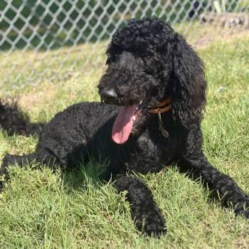 Bruce -  Goldendoodle Dog for Adoption in Temple, Texas - Bruce | PetCurious