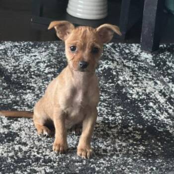 Hart -  Cairn Terrier and Mixed Breed Dog for Adoption - Hart | PetCurious