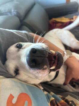 Pit Bull Terrier Dogs Available for Adoption in Millcreek, Utah - Snow | PetCurious