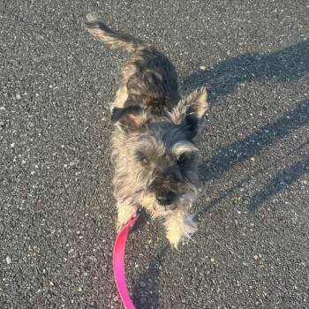 Schnauzer Dogs Available for Adoption - Pepper | PetCurious