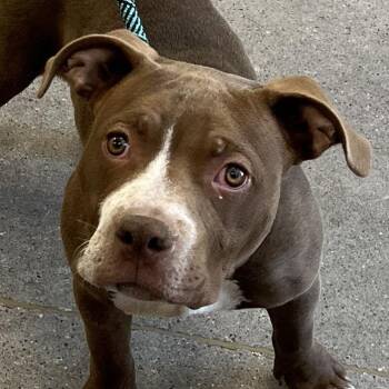 111284 -  Mixed Breed Dog for Adoption in Las Cruces, New Mexico - 111284 | PetCurious
