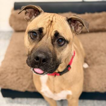 Scrappy -  Pit Bull Terrier Dog for Adoption in Stafford Township, New Jersey - Scrappy | PetCurious