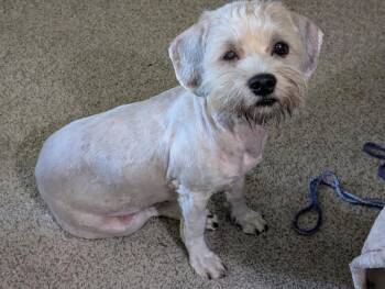 David Letterman (26-159 D) -  Mixed Breed Dog for Adoption in Lansing, Michigan - David Letterman (26-159 D) | PetCurious