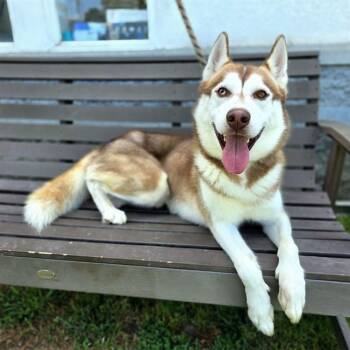 TILLAMOOK -  Husky Dog for Adoption in Long Beach, California - TILLAMOOK | PetCurious